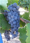 Pinot Noir Fresh Chilean Grapes 18lb
