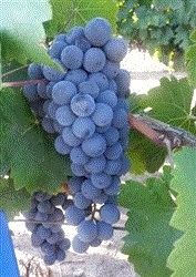 Cabernet Sauvignon Fresh Chilean Grapes