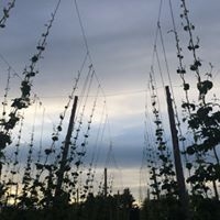 Hop Rhizome Cord with Anchor