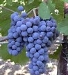 Petite Syrah Mettler Grapes