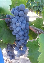 Pinotage Fresh South African Grapes