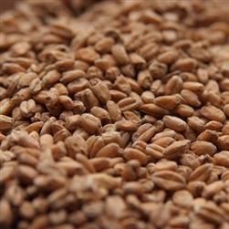 Red Wheat 1oz