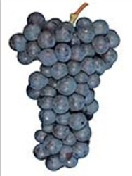 Cabernet Sauvignon Tehama Valley Select Grapes