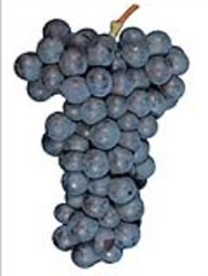 Sangiovese Tehama Valley Select Grapes