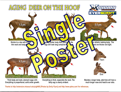 Aging Deer on the Hoof - 24"x18" POSTER