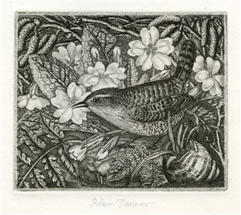 Robin Tanner signed original etching Wren and Primroses