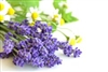 4oz. bottle of Chamomile and Lavender fragrance oil for candles. Synthetic Carrier. 1/2oz-1oz. per pound of wax.