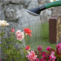 (diamond package) plant watering service