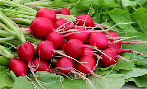RADISH