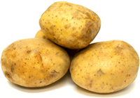 POTATO GOLD YUKON