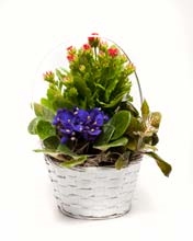 Mixed Flowering Plant Basket