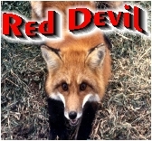 Red Devil