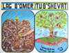 Lag B'Omer / Tu B'Shevat Poster