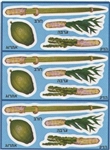 4 Minim Sukkot Stickers