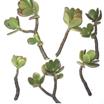 6 Jade Plant Succulent Cuttings - Easy to Propagate