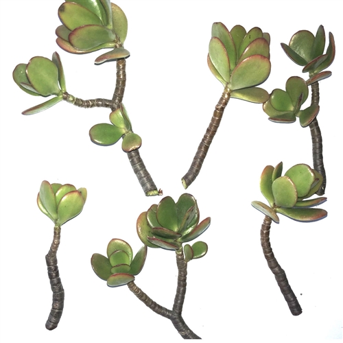 6 Jade Plant Succulent Cuttings - Easy to Propagate