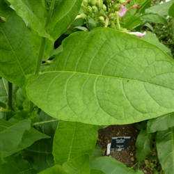 Dekang Tobacco