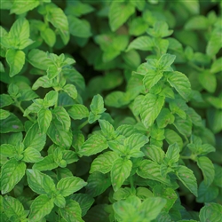 Spearmint
