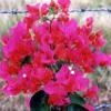 Bougainvillea Miami Pink-PINK WITH GREEN FOLIAGE