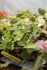 Bougainvillea Imperial Thai Delight-Bicolor White with Pink tips Violet tinge with green leaves