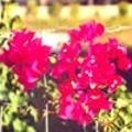 Bougainvillea San Diego Red--Red Blooms with green leaves
