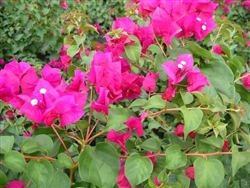 Bougainvillea Juanita Hatten-Blooms Scarlet dark red with green leaves