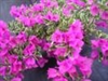 BLUEBERRY ICE BOUGAINVILLEA-BLOOMS/BRACTS VIOLET WITH VARIEGATED LEAVES -Tropical Z 9+