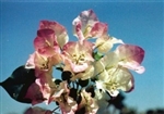 Bougainvillea Yani's Delight BLOOMS VIOLET/PINK/WHITE  GREEN LEAVES