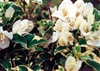 Bougainvillea White Stripe-Blooms White with Variegated Foliage