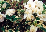 Bougainvillea White Stripe-Blooms White with Variegated Foliage