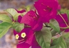 Bougainvillea Elizabeth Angus-BLOOMS LAVENDER-RED WITH GREEN LEAVES