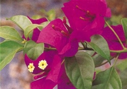 Bougainvillea Elizabeth Angus-BLOOMS LAVENDER-RED WITH GREEN LEAVES