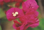 Bougainvillea La Joya-BLOOMS LAVENDER DARK RED WITH GREEN LEAVES