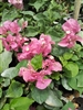 Bougainvillea Pink Dream-BLOOMS PINK WITH GREEN LEAVES