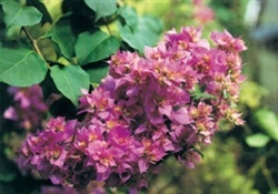 MAHARA BEAUTY-Violet to Orange Blooms Green Foliage