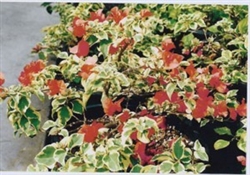 ORANGE ICE-Blooms Orange with Variegated Foliage