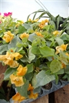 Bougainvillea California Gold-Blooms Gold-Yellow with Green Foliage-Tropical 9+