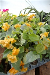 Bougainvillea California Gold-Blooms Gold-Yellow with Green Foliage-Tropical 9+