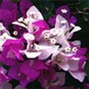 Surprise Bougainvillea-Bicolor Lilac and Pinkish White with Green Foliage-Tropical 9+