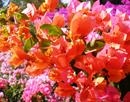 Bougainvillea Tequilla Sunrise-Bicolor Blooms Orange to Pink with Green Foliage