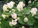 BOUGAINVILLEA SEAFOAM-Blooms White with Green Foliage-Tropical 9+ Spreading.