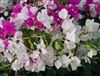 SOLD OUT TILL 2022---TRY SURPRISE---Bougainvillea Vicky-Bicolor Blooms Lavender Rose and White with Variegated Voliage Z9