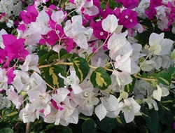 SOLD OUT TILL 2022---TRY SURPRISE---Bougainvillea Vicky-Bicolor Blooms Lavender Rose and White with Variegated Voliage Z9