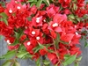 BOUGAINVILLEA TOMATO RED-Blooms Orange Red with Green Foliage