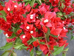 BOUGAINVILLEA TOMATO RED-Blooms Orange Red with Green Foliage