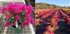 BOUGAINVILLEA SUNSTONE RED-Blooms Red with Variegated Foliage-Tropical 9+
