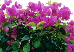 Bougainvillea Texas King-Blooms Purple with Green Foliage