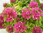BOUGAINVILLEA PIXIE QUEEN-Double Blooms Rose Red with Variegated Foliage-Tropical 9+