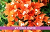 BOUGAINVILLEA FIRE OPAL-Blooms Golden Orange with Green Foliage-Tropical 9+