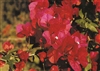Bougainvillea Scarlet O'Hara-Blooms Red with Green Foliage
